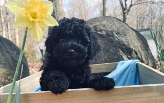 One of Jones Farm Puppies' blackCavapoos sitting in a wooden box