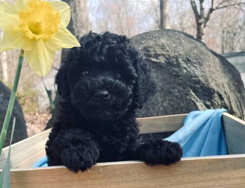 The Beauty Of Black Cavapoos: A Complete Guide