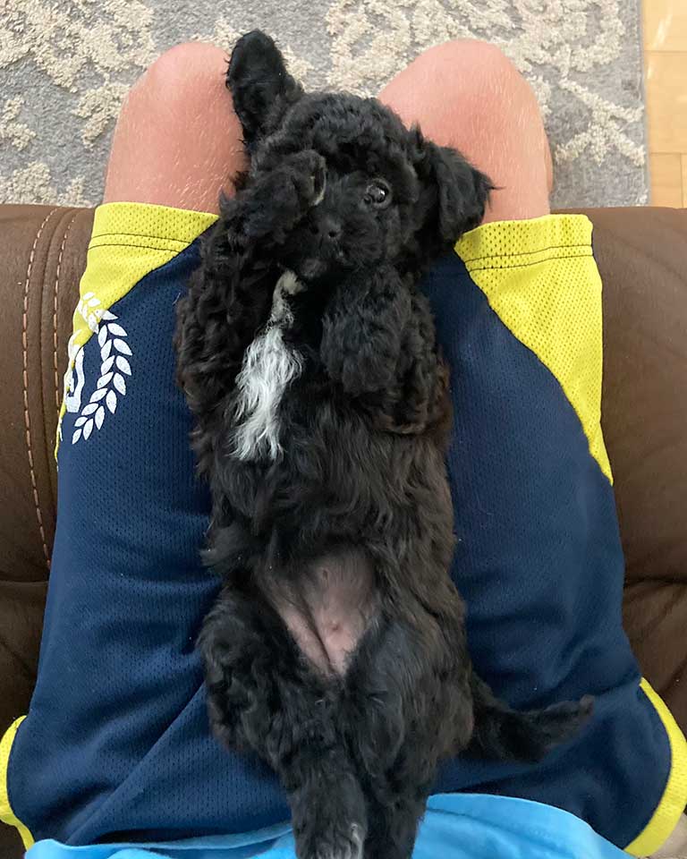 Black Cavapoo puppy laying down on his back on a boy's lap