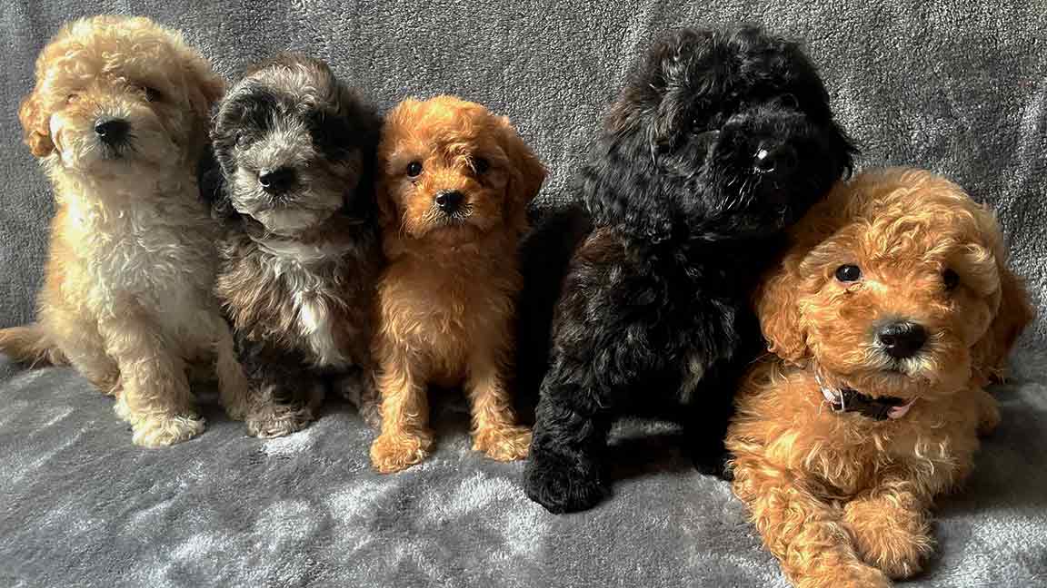 Five Cavapoo puppies of different Cavapoo colors sitting down side by side