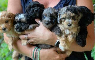 Five Cavapoo puppies of different Cavapoo colors being held in arms