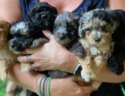 Cavapoo Colors: A Simple Guide to Their Beautiful Variety