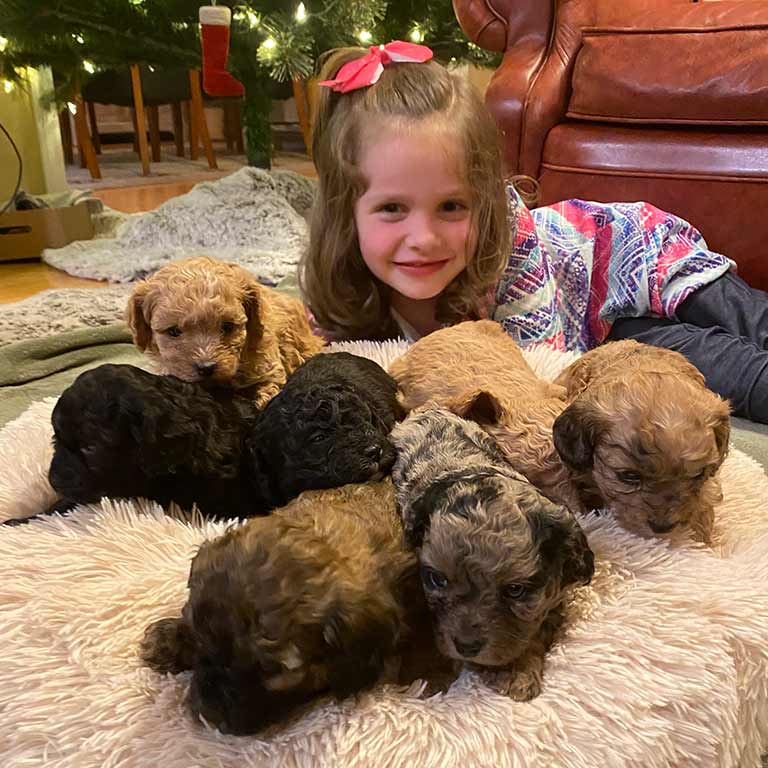 Little girl posing with Cavapoo puppies of differnt Cavapoo colors