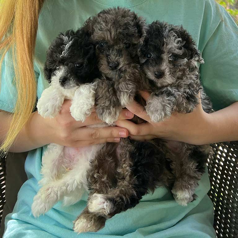 Three Cavapoo puppies being held together in arms