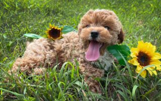 Cavapoo puppy laying down in the grass with sunflowers