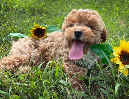 Popular Cavapoo Haircuts: Styles and Grooming Tips