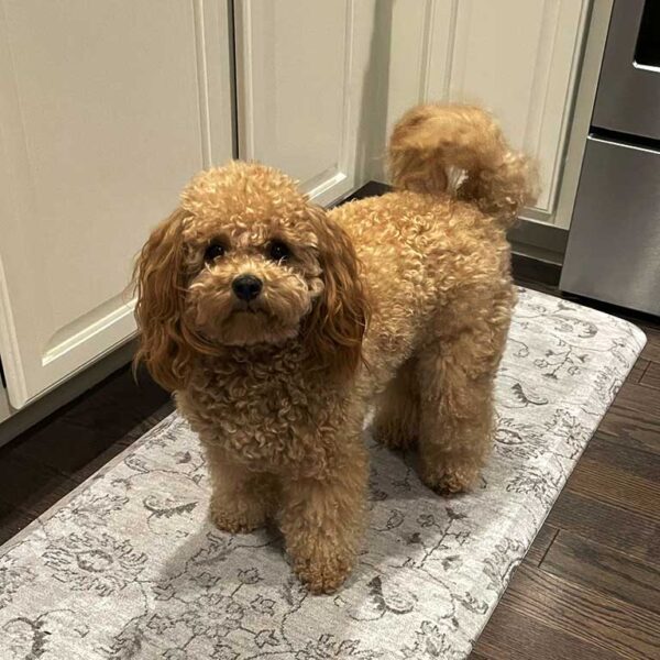 Beige Cavapoo standing inside with a new Cavapoo haircut