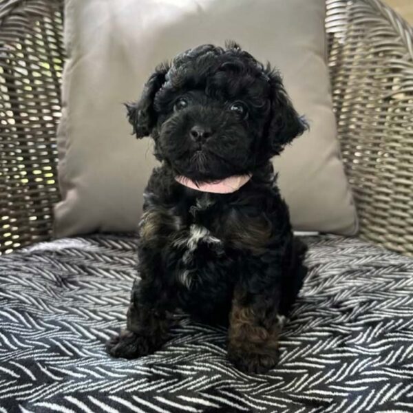 Black Cavapoo puppy sitting down on a patiochair