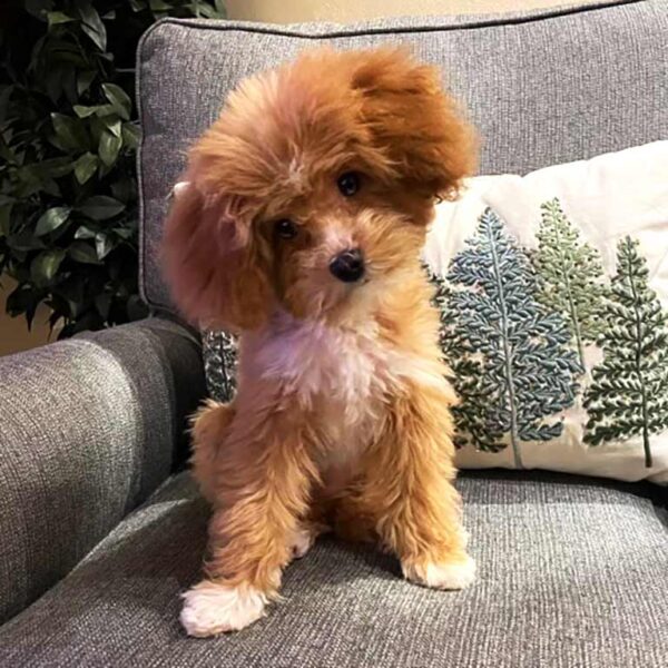 One of the Cavapoo haircuts on a white and beige Cavapoo with long hair sitting on a chair