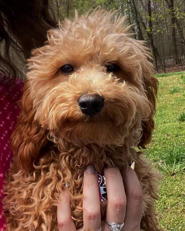 Cavapoon with long hair zoomed in on the face