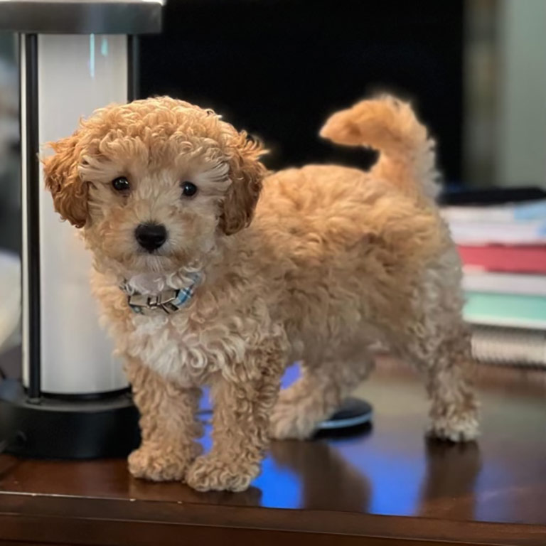 Beige Cavapoo puppy standing on four legs inside