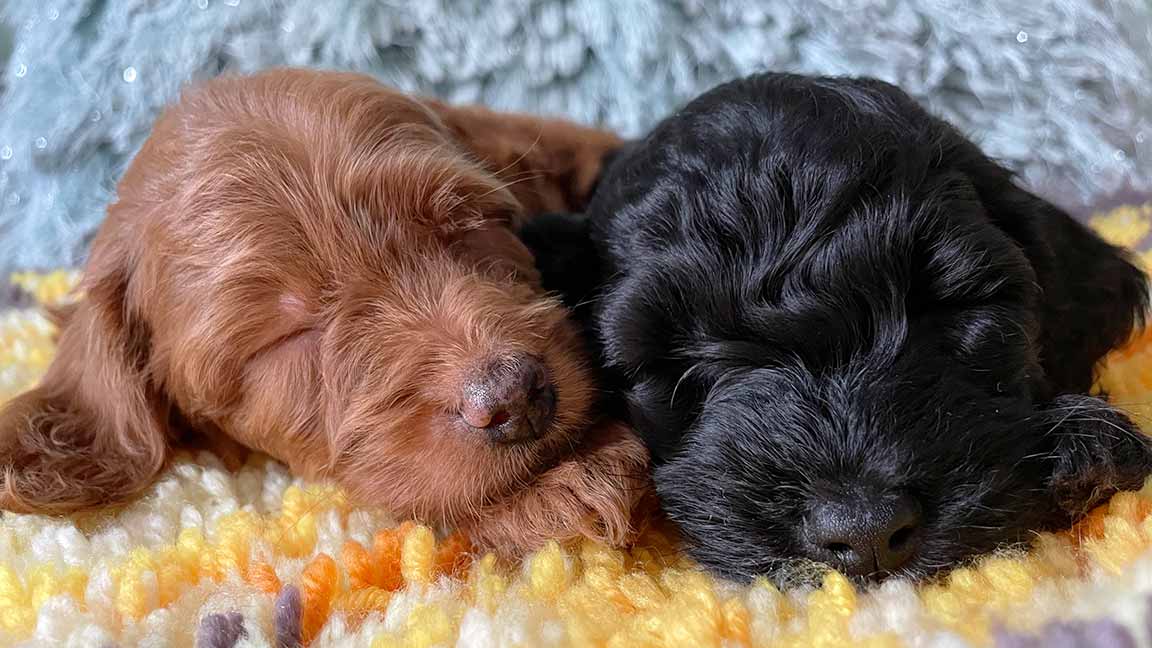 Two Cavapoo puppies sleeping together, one brown puppy and one black puppy