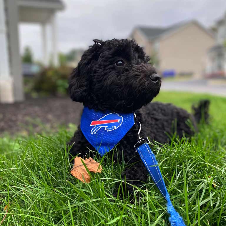 Black Cavapoo puppy laying outside in a blue leash