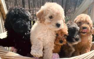 Cavapoo puppies sitting togther inside of a basket