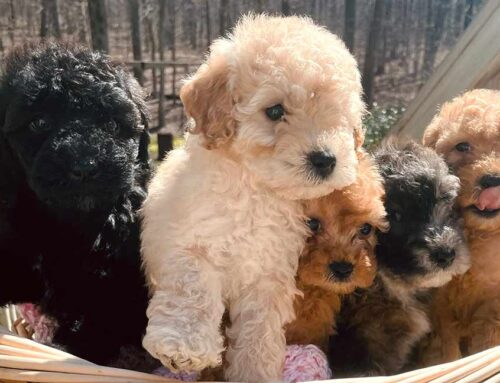 Cavapoo vs. Goldendoodle: Which Makes the Better Family Pet?