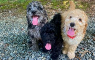 Three Cavapoo puppies with their tongues out