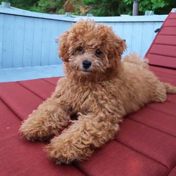 Light brown Cavapoo puppy laying on a red chair