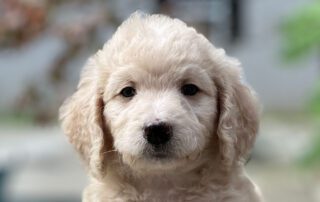 White Cavapoo puppy zoomed in on the face