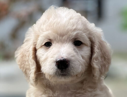 White Cavapoo: What Makes Them Unique?