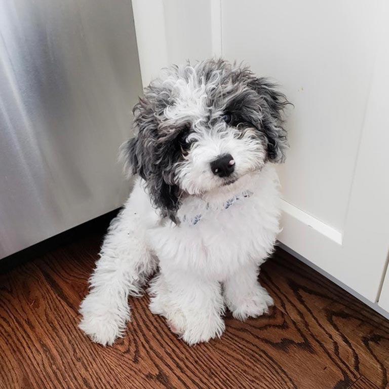 White Cavapoo with black patches on the hea