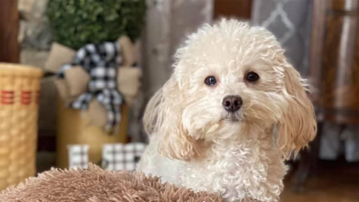 White Cavapoo 