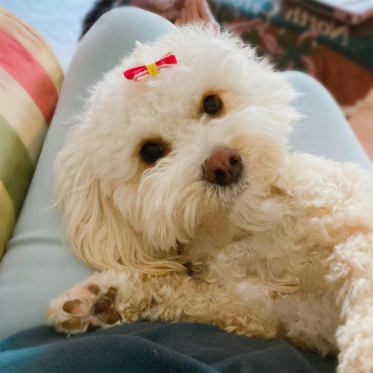 White Cavapoo wearing a bow