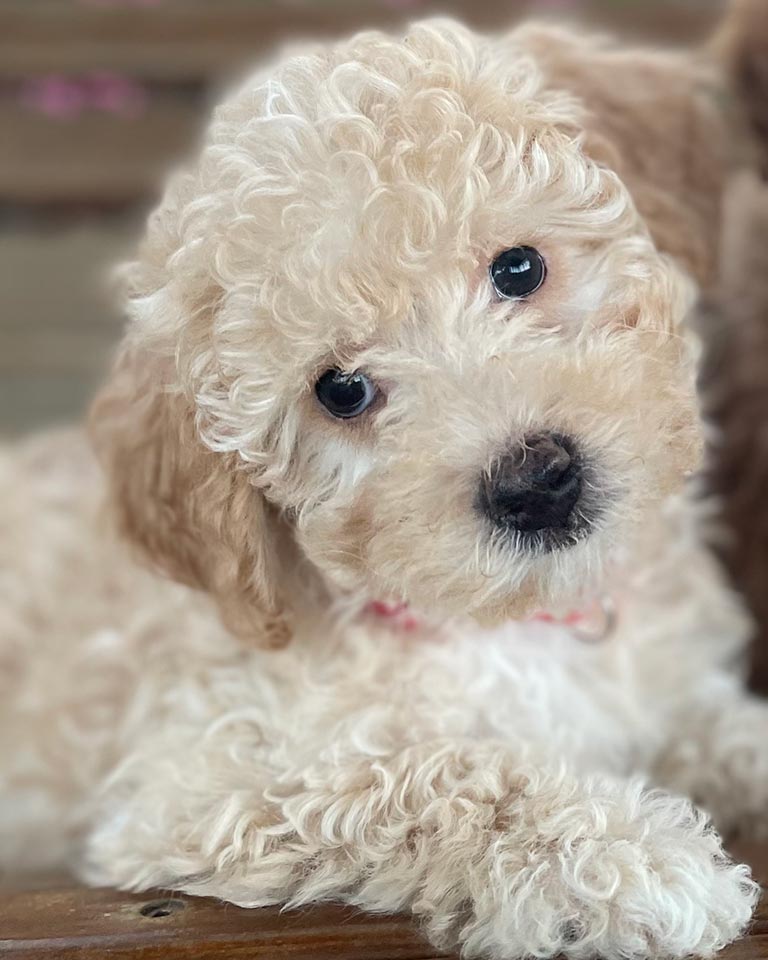 White Cavapoo puppy at Jones Farm Puppies