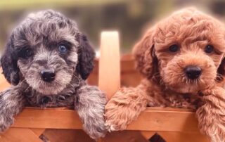 Two Cavapoo puppies for the Cavapoo pros and cons article