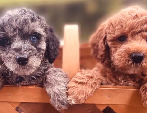 Cavapoo Pros and Cons: Is This the Right Dog for You?