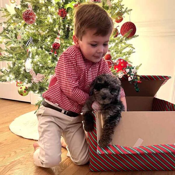 Litllr boy holding a Cavapoo puppy in a box in front of a Christmas tree