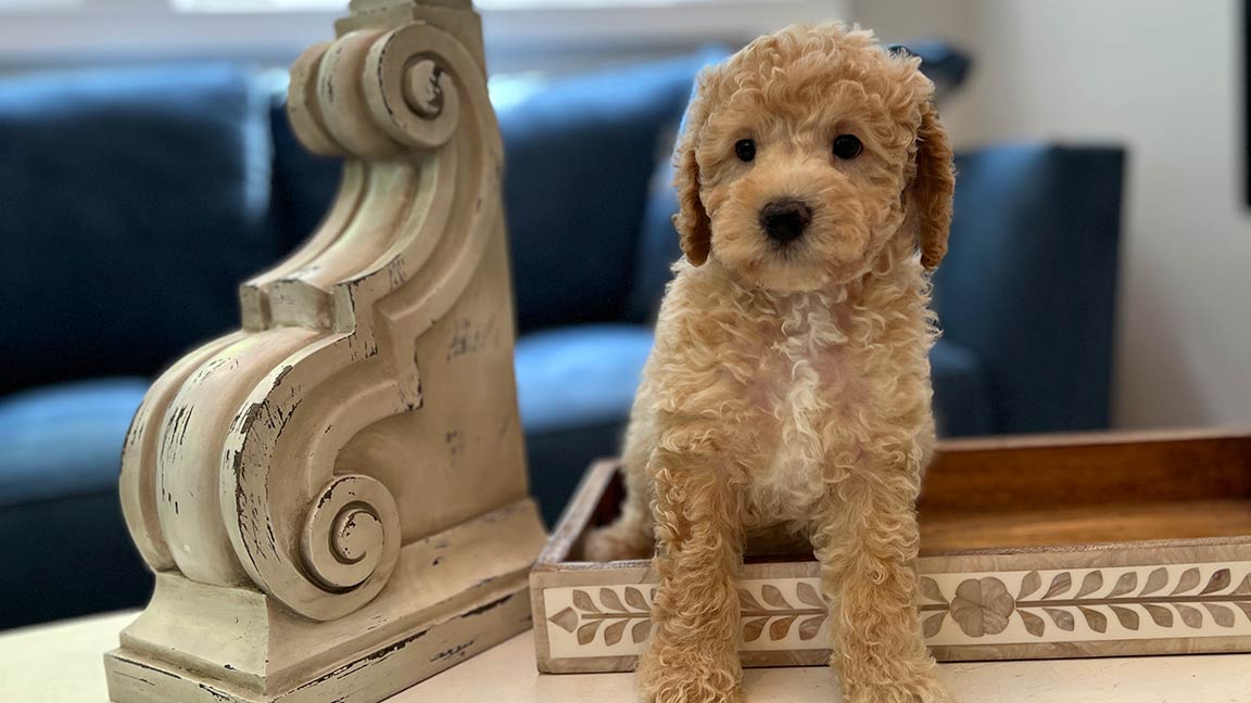 Beige Cavapoo standing up inside a frame