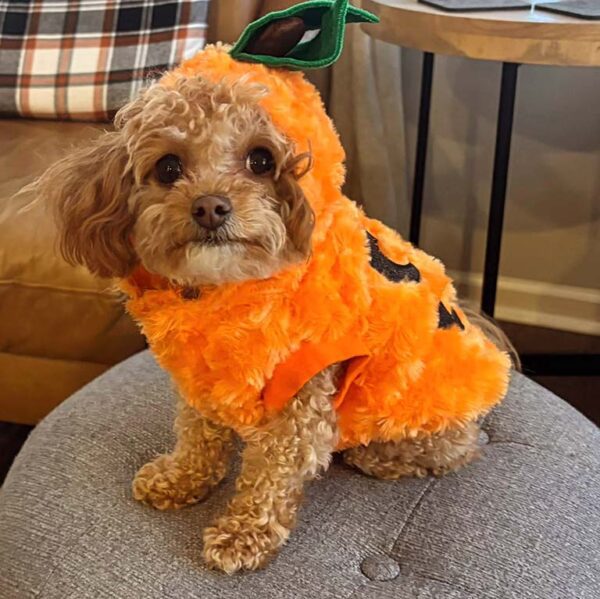 Cavapoo wearing a pumpkin sweater