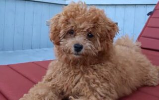 Cavapoo puppy laying down on a red pool chair