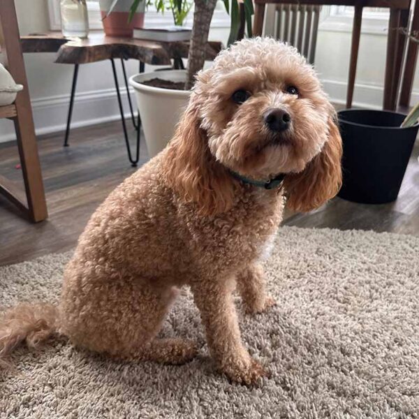 Cavapoo sitting down on a carpet