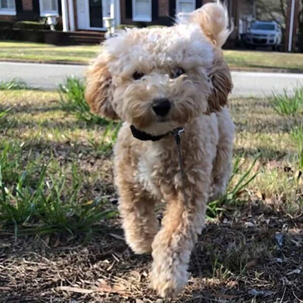 Beige and white Cavapoo  representing Cavapoo shedding