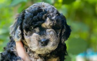 Merle Cavapoo zoomed in on the face