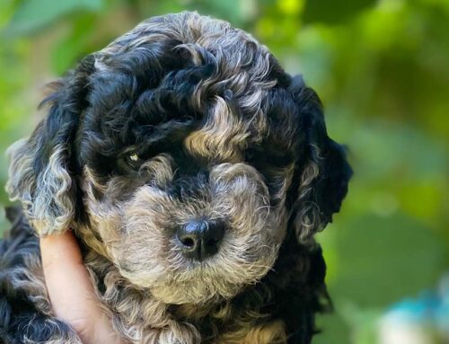 Merle Cavapoo: A Rare and Beautiful Coat