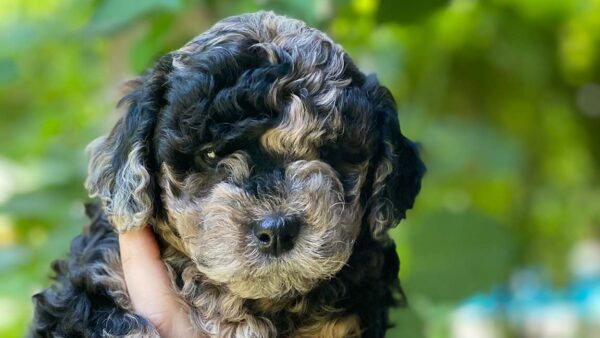 Merle Cavapoo: A Rare and Beautiful Coat