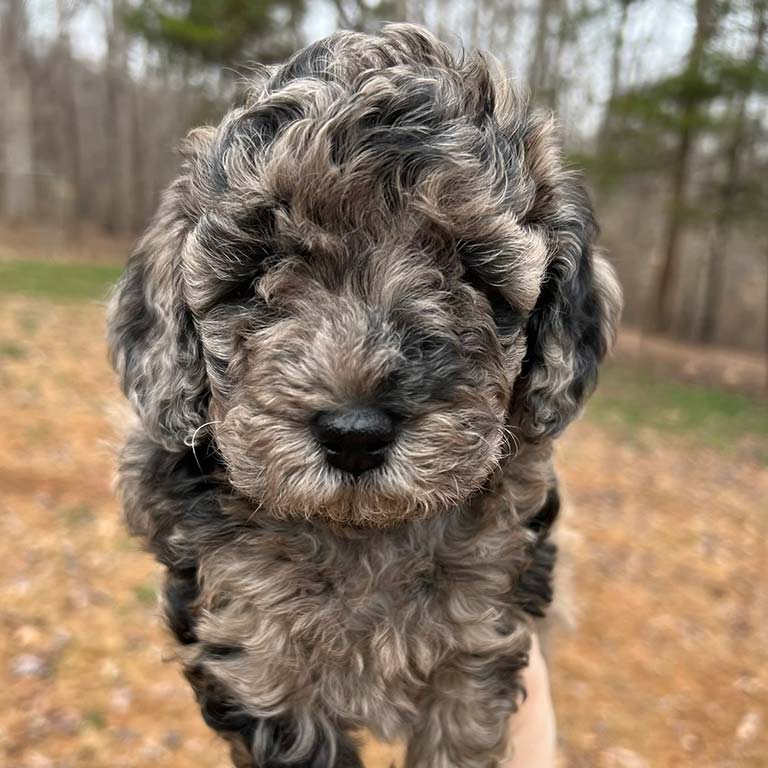 Merle Cavapoo being held in the air outside