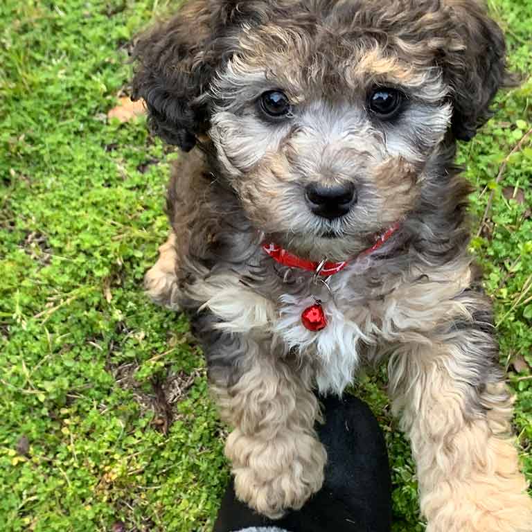 Merle Cavapoo uppy playing in the grass