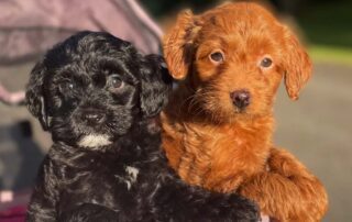 Red Cavapoo laying down with a black Cavapoo