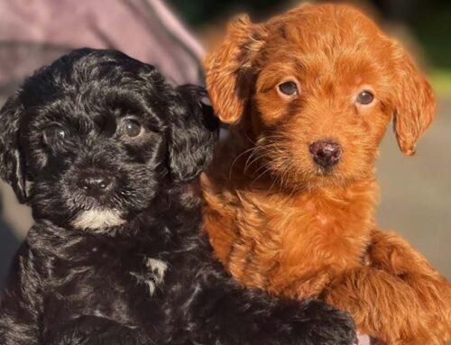 Red Cavapoo: Stunning Beauty and Unique Charm