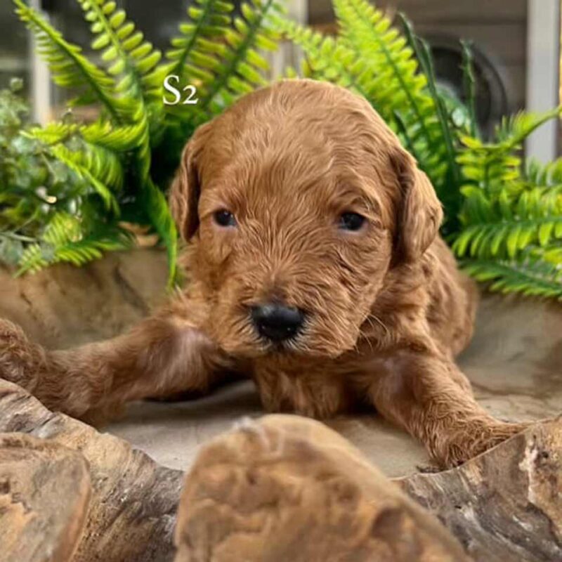 cavapoo puppy NYC