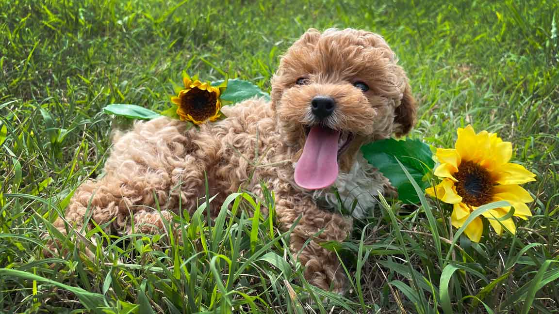 Cavapoo laying down in the grass next to a sunflower