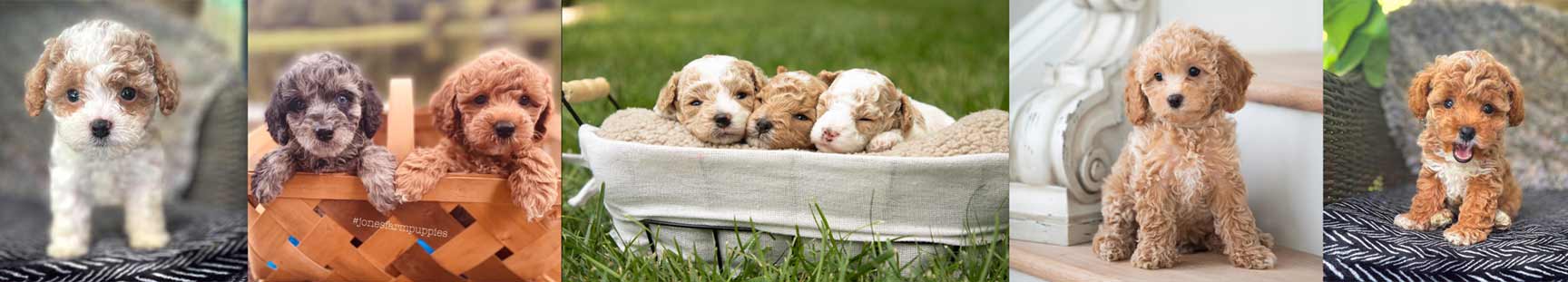 Cavapoo puppies in Kentucky