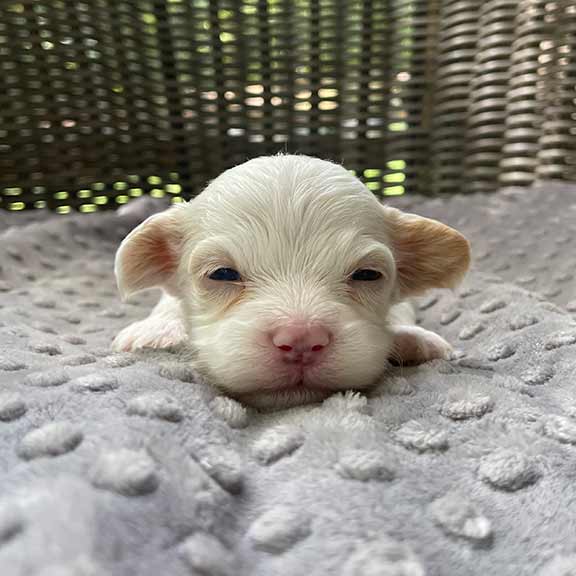 White Cavapoo puppy in Delarae