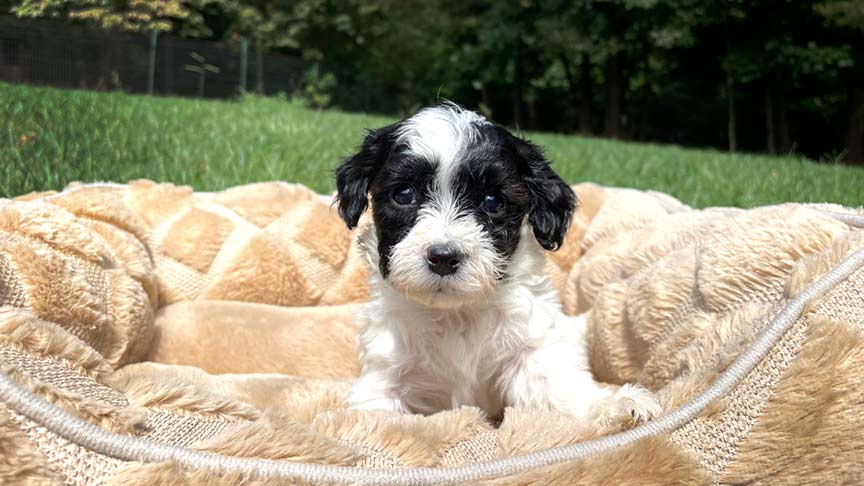 Cavapoo puppy at Jones Farm in Delaware