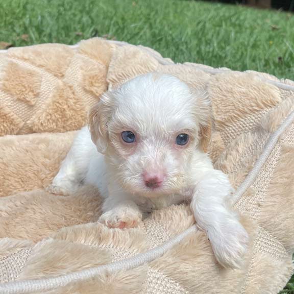 South Dakota Cavapoo puppy