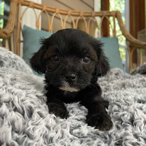 Black Cavapoo puppy in South Dakota