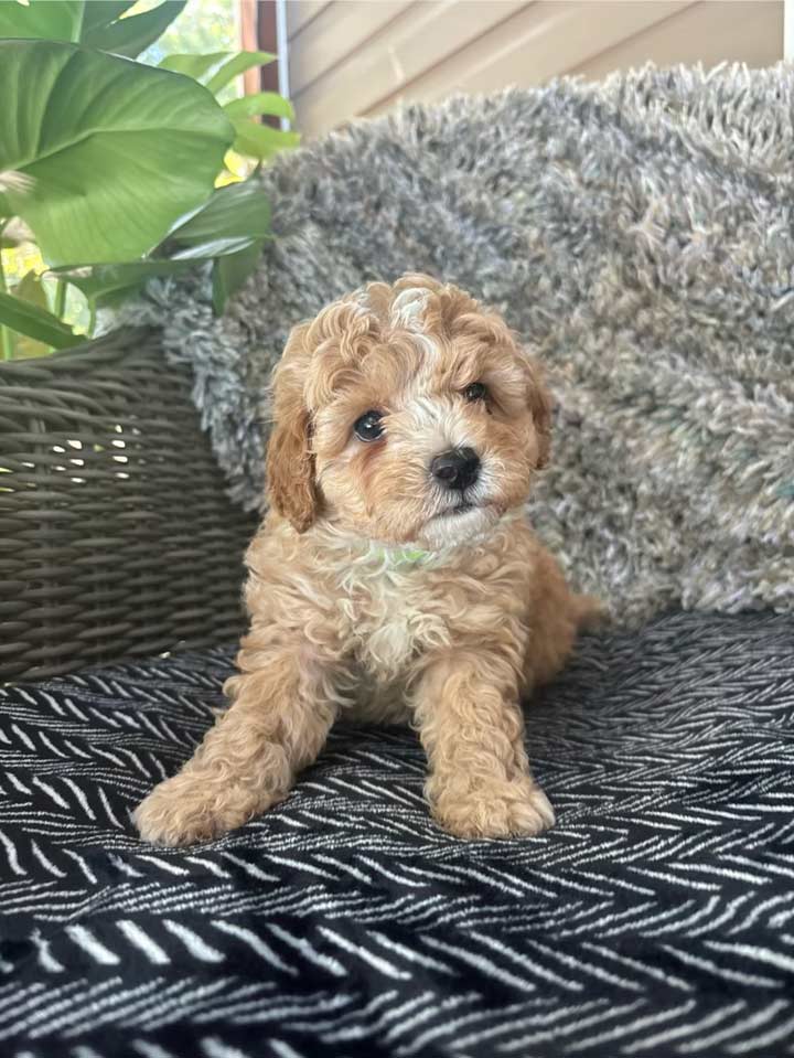 Cavapoo puppy sitting on a chair outside